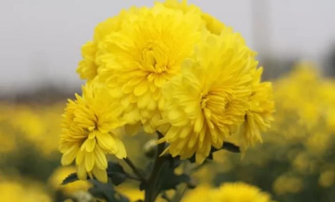 千畝云臺冰菊盛開，誠邀您蒞臨免費參觀！